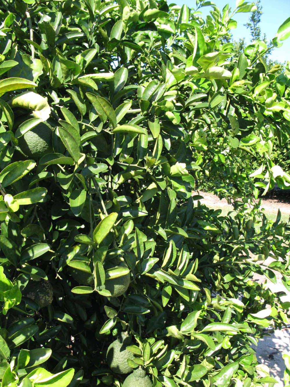              Sun leaves (Winter Haven, FL)       